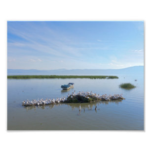 Lake Chapala Pelicans Photo Print