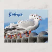 Lake Constance with its Seagulls