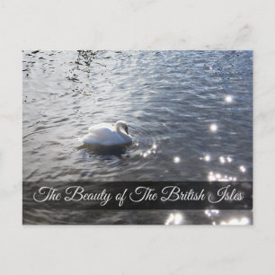 Lake District Swan Post Card