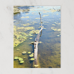 Lake Erie Metropark Turtle Log Horizontal  Postcard