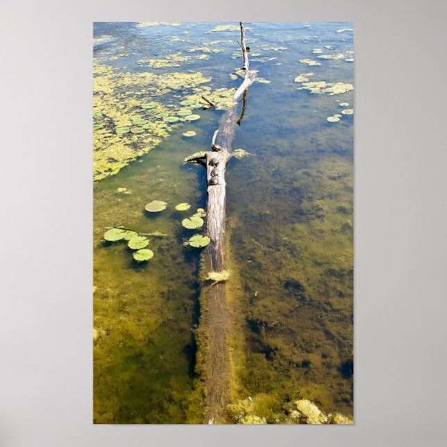 Lake Erie Metropark Turtle Log Horizontal Poster (Front)