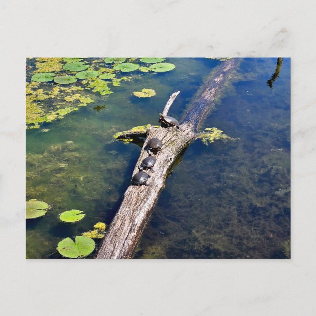 Lake Erie Metropark Turtle Log Vertical Postcard (Front)