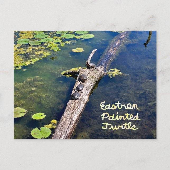 Lake Erie Metropark Turtle Log Vertical with Text Postcard (Front)