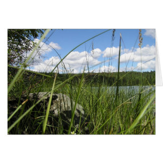 Lake grass