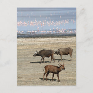 Lake Nakuru/Kenya Postcard
