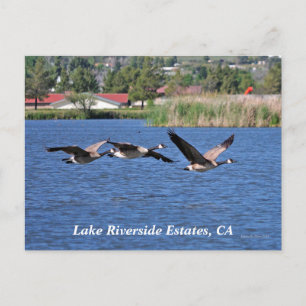 Lake Riverside Estates, CA Postcard
