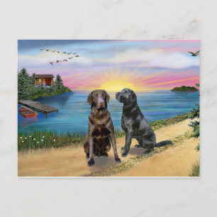 Lake Road - Two Labrador Retrievers (Choc-Blk) Postcard