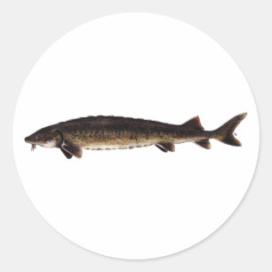 Lake Sturgeon - Acipenser fulvescens Classic Round Sticker