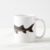 Lake Sturgeon - Acipenser fulvescens