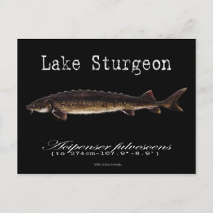 Lake Sturgeon-Black-Postcard Postcard