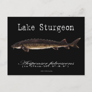 Lake Sturgeon-Black-Postcard Postcard