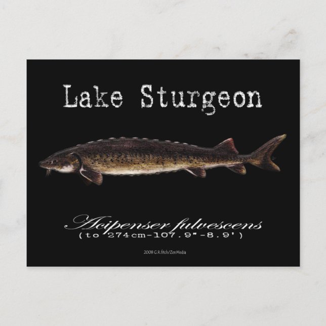 Lake Sturgeon-Black-Postcard Postcard (Front)