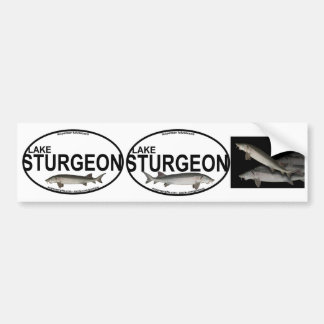 Lake Sturgeon Bumper Stickers