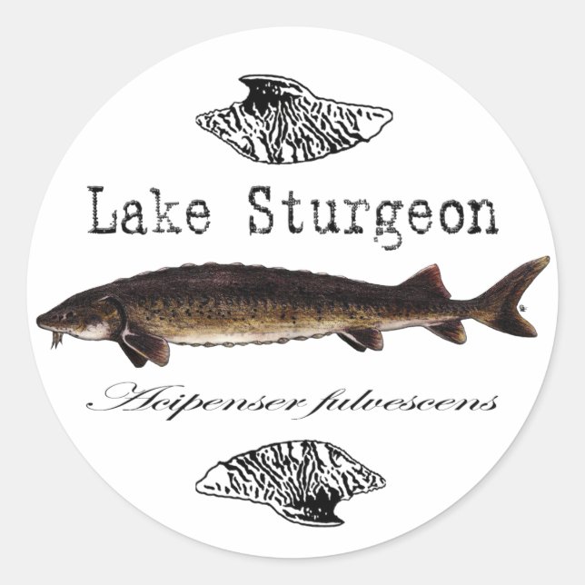 Lake Sturgeon Classic Round Sticker (Front)