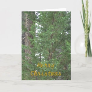 Lake Tahoe Christmas Collection Card