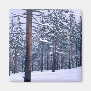 LAKE TAHOE STATE PARK, NEVADA. USA. Fresh snow Magnet