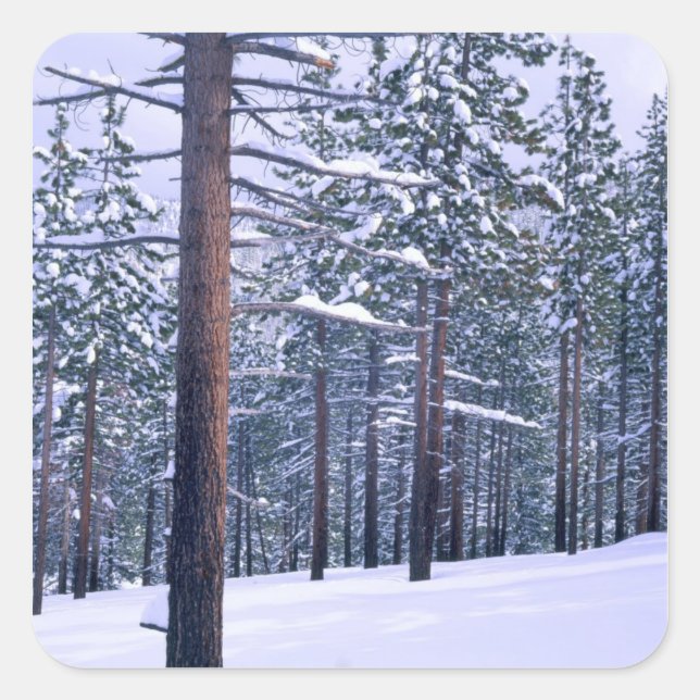 LAKE TAHOE STATE PARK, NEVADA. USA. Fresh snow Square Sticker (Front)