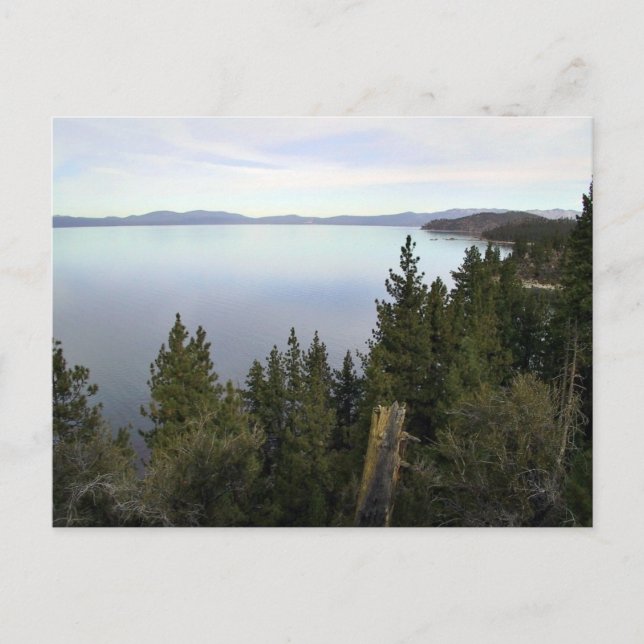 Lake Tahoe with pine trees Postcard (Front)