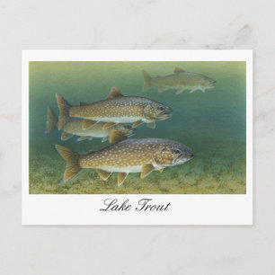 Lake Trout Painting Postcard