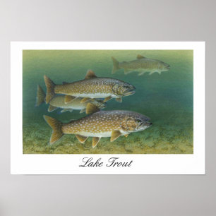 Lake Trout Painting Poster