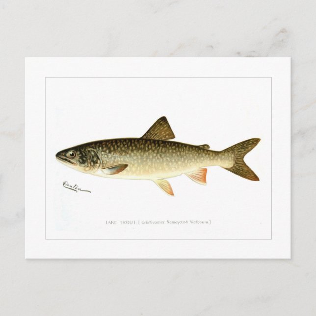 Lake Trout Postcard (Front)