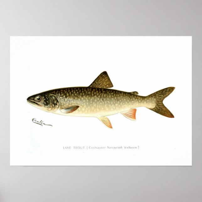 Lake Trout Poster (Front)
