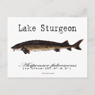 Lake-White-Postcard Postcard