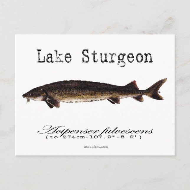 Lake-White-Postcard Postcard (Front)