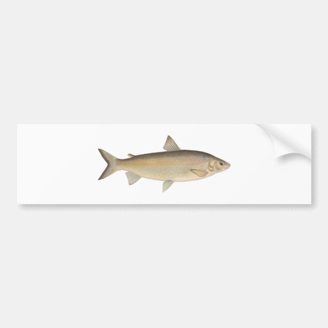 Lake Whitefish Bumper Sticker (Front)