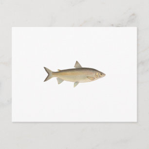 Lake Whitefish Postcard