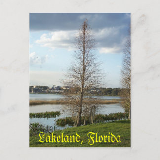 Lakeland Florida  Tree by Lake  008 Postcard