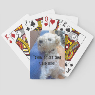 Lakeland terrier bicycle cards