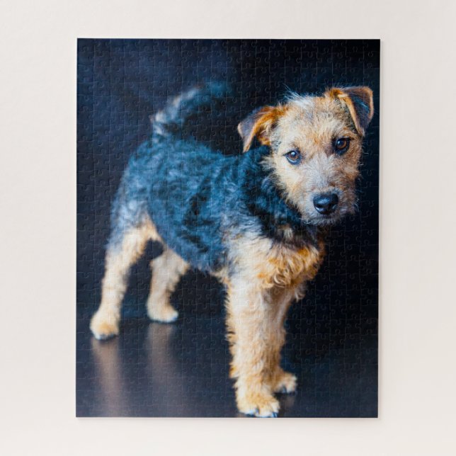 Lakeland Terrier Dog. Jigsaw Puzzle (Vertical)