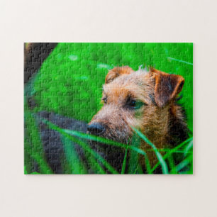 Lakeland Terrier Dog. Jigsaw Puzzle