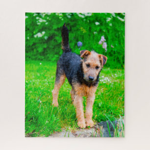 Lakeland Terrier Dog. Jigsaw Puzzle