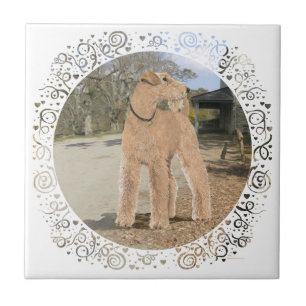 Lakeland Terrier in the Stable Yard Tile