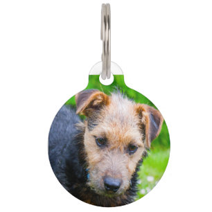 Lakeland Terrier. Pet Tag