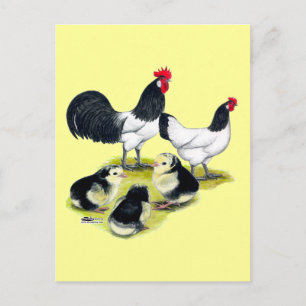 Lakenvelder Chicken Family Postcard