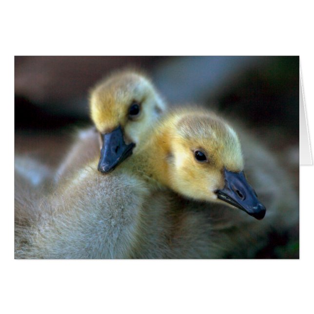 Lakeside (Front Horizontal)