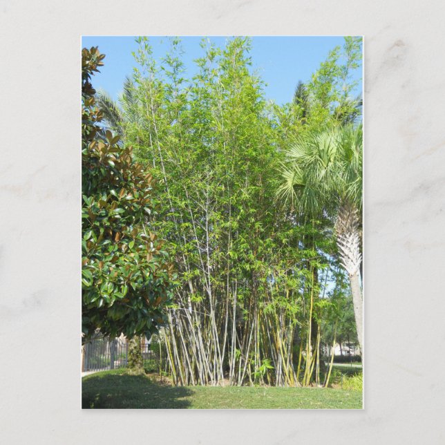 Lakeside Bamboo Postcard (Front)