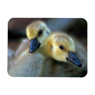 Lakeside Magnet
