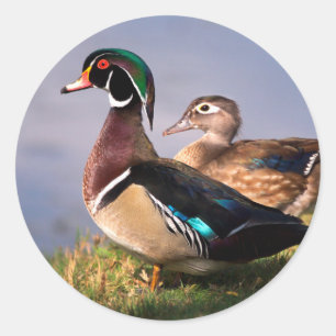 Lakeside, Wood Duck Classic Round Sticker
