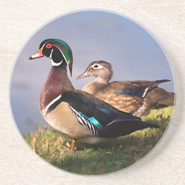 Lakeside, Wood Duck Coaster (Front)