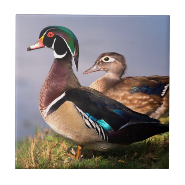 Lakeside, Wood Duck Tile (Front)
