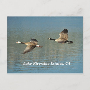 Lakw Riverside Estates, CA Postcard