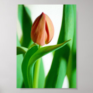 lala Tulip Print