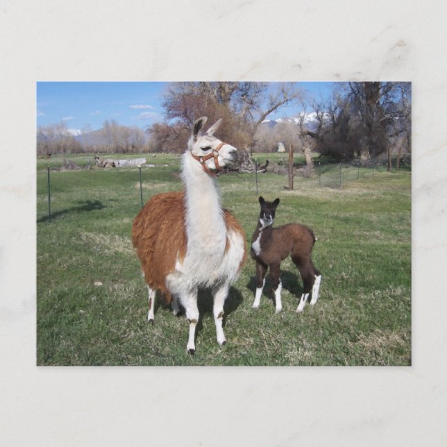 Lama Mama and Llama Baby Postcard (Front)