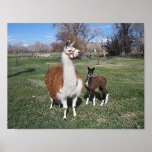 Lama Mama and Llama Baby Poster