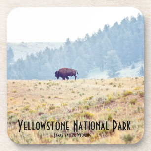 Lamar Coaster