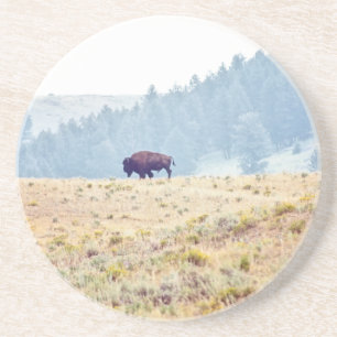 Lamar Coaster